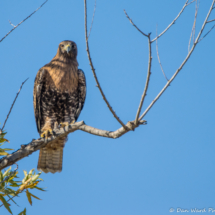 Swainson's Hawk-01