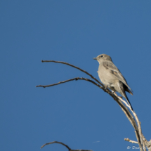 Townsend's Solitaire-01