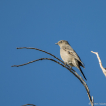 Townsend's Solitaire-03
