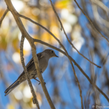 Townsend's Solitaire-05