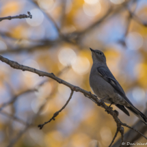Townsend's Solitaire-07