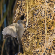 Townsend's Solitaire-08