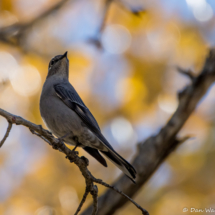 Townsend's Solitaire-09