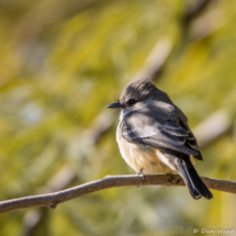 Vermilion Flycatcher-Immature-Female-02