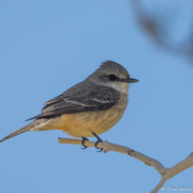 Vermilion Flycatcher-Immature-Female-03