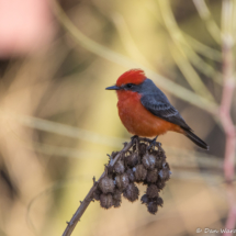 Vermillion Flycatcher-Male-02