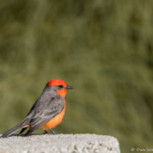 Vermillion Flycatcher-Male-04