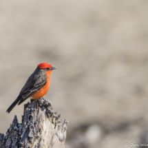 Vermillion Flycatcher-Male-05