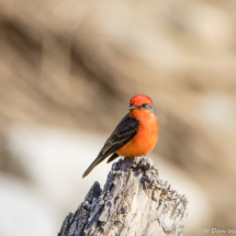 Vermillion Flycatcher-Male-06