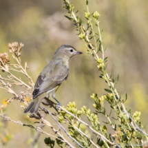 Warbling Vireo-01