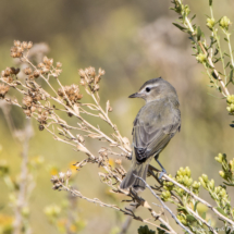 Warbling Vireo-02