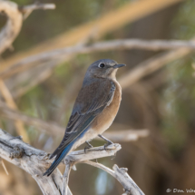 Western Bluebird-01