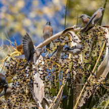 Western Bluebird Feeding Frenzy-01