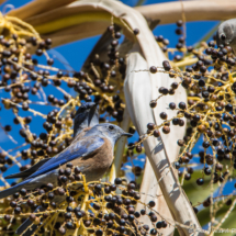 Western Bluebird Feeding Frenzy-02