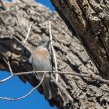 Western Bluebird-Female-01