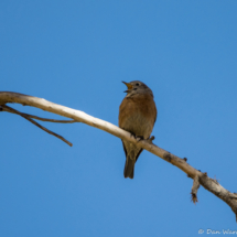 Western Bluebird-Female-02
