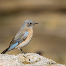 Western Bluebird-Female-05