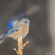 Western Bluebird-Female-07