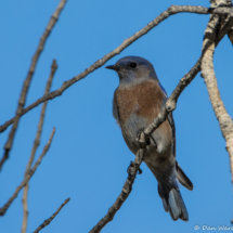 Western Bluebird-Male-01