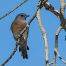 Western Bluebird-Male-02