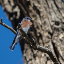 Western Bluebird-Male-04