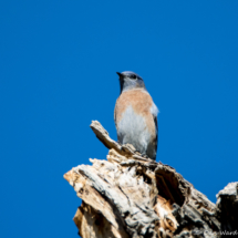 Western Bluebird-Male-05