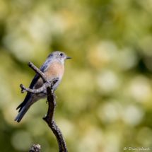 Western Bluebird-Male-06