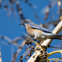 Western Bluebird-Male-07