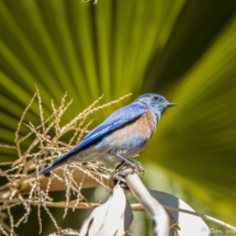 Western Bluebird-Male-08