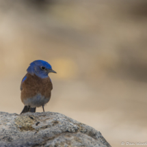 Western Bluebird-Male-11