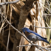 Western Bluebird-Male-13