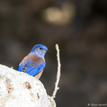 Western Bluebird-Male-14