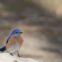 Western Bluebird-Male-15