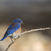 Western Bluebird-Male-16