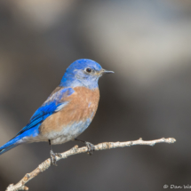 Western Bluebird-Male-17