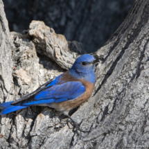 Western Bluebird-Male-18
