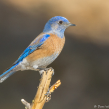 Western Bluebird-Male-19