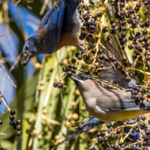 Western Bluebird and Cedar Waxwing Eating Palm Berries-01