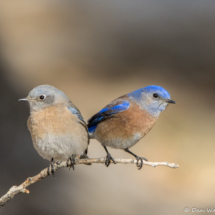 Western Bluebirds-02