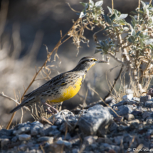 Western Meadowlark-01