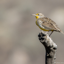 Western Meadowlark-01