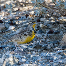 Western Meadowlark-02