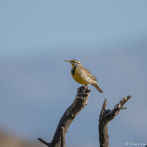 Western Meadowlark-02