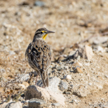 Western Meadowlark-03