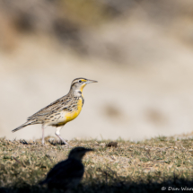 Western Meadowlark-04