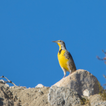 Western Meadowlark-08