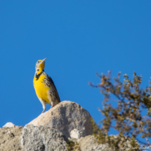 Western Meadowlark-10