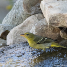 Western Tanager-Female-01