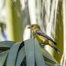 Western Tanager-Female-02