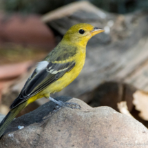 Western Tanager-Female-04